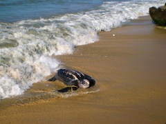 Dermochelys coriacea