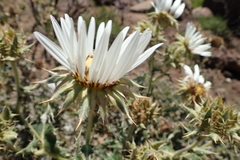 Berkheya cirsiifolia