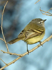 Serpophaga subcristata