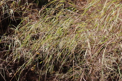 Otatea acuminata