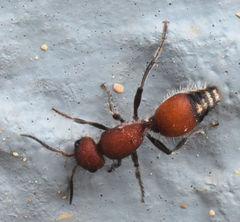 Dasymutilla creon