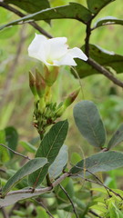 Odontadenia lutea