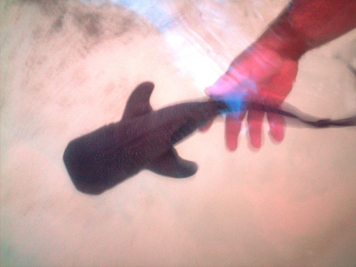 photo of Whale Shark (Rhincodon typus)