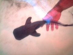 Whale Shark
