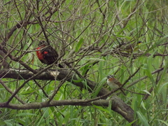 Zonotrichia capensis