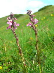 Pedicularis rostratospicata