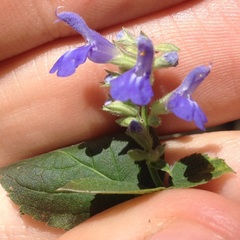 Salvia polystachia