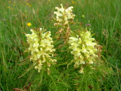 Pedicularis foliosa