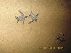 Dermochelys coriacea