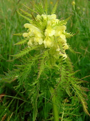 Pedicularis foliosa