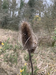 Dipsacus fullonum