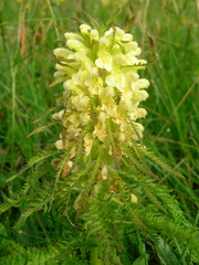 Pedicularis foliosa