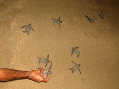 Dermochelys coriacea