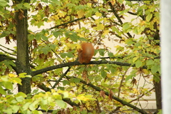 Sciurus vulgaris