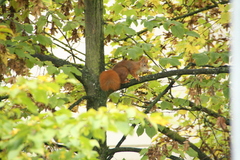 Sciurus vulgaris
