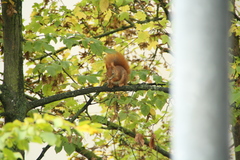 Sciurus vulgaris