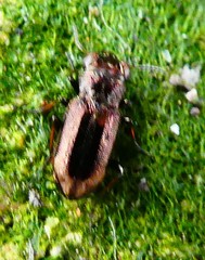 Notiophilus
