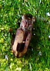 Notiophilus