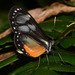 Hyalyris oulita lurida - Photo (c) Ken Kertell,  זכויות יוצרים חלקיות (CC BY-NC), הועלה על ידי Ken Kertell