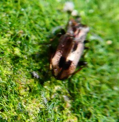 Notiophilus