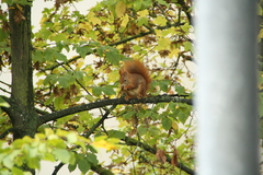 Sciurus vulgaris