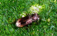 Notiophilus