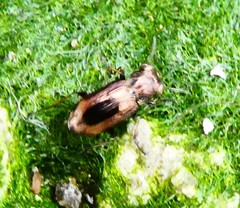 Notiophilus