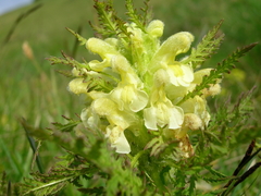 Pedicularis foliosa