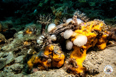 Polycitor adriaticus