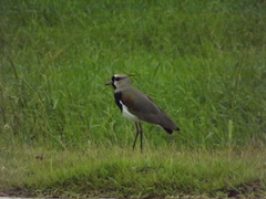Vanellus chilensis