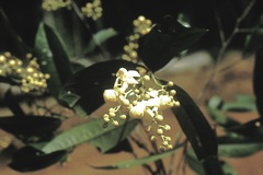 Eschweilera parviflora