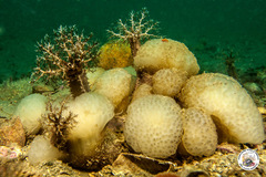 Polycitor adriaticus