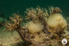 Polycitor adriaticus