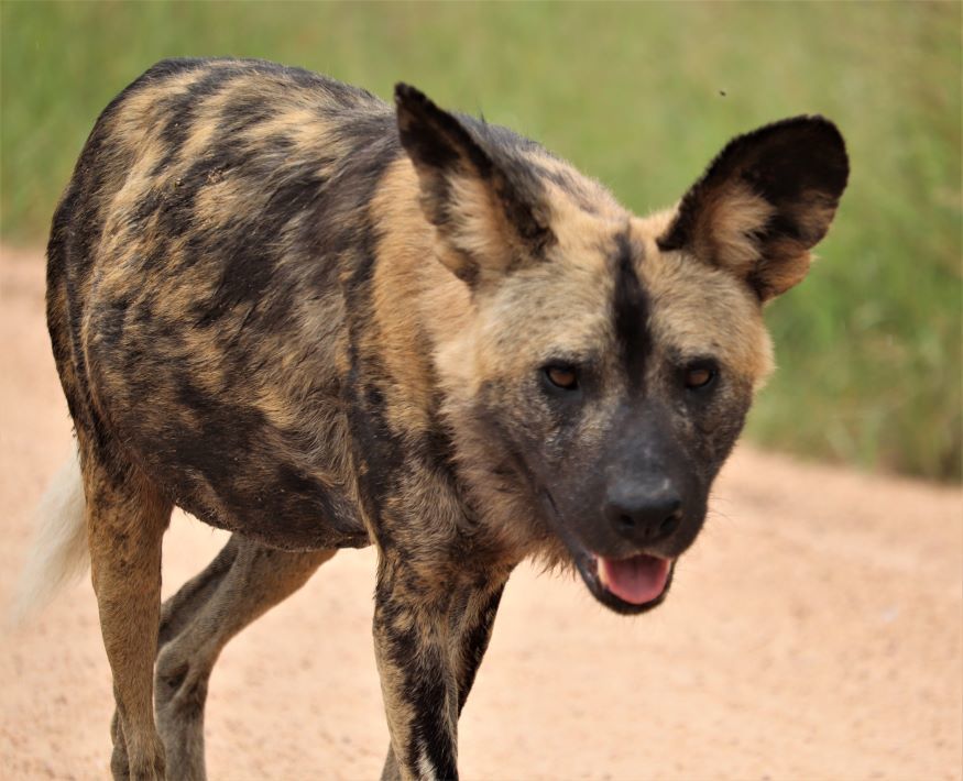 African Wild Dog