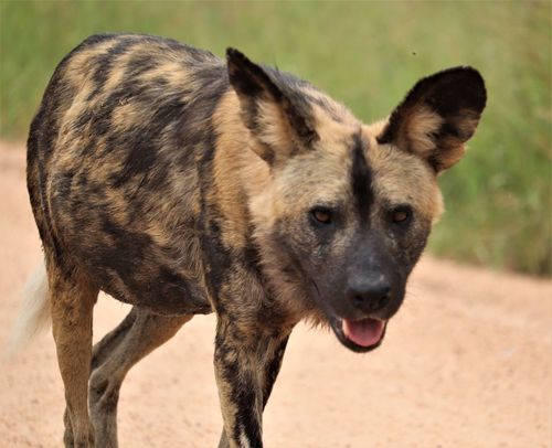 African Wild Dog