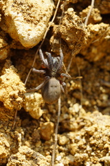 Gnaphosa lucifuga