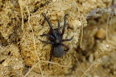 Gnaphosa lucifuga