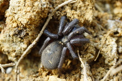 Gnaphosa lucifuga