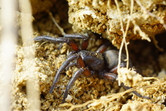 Gnaphosa lucifuga
