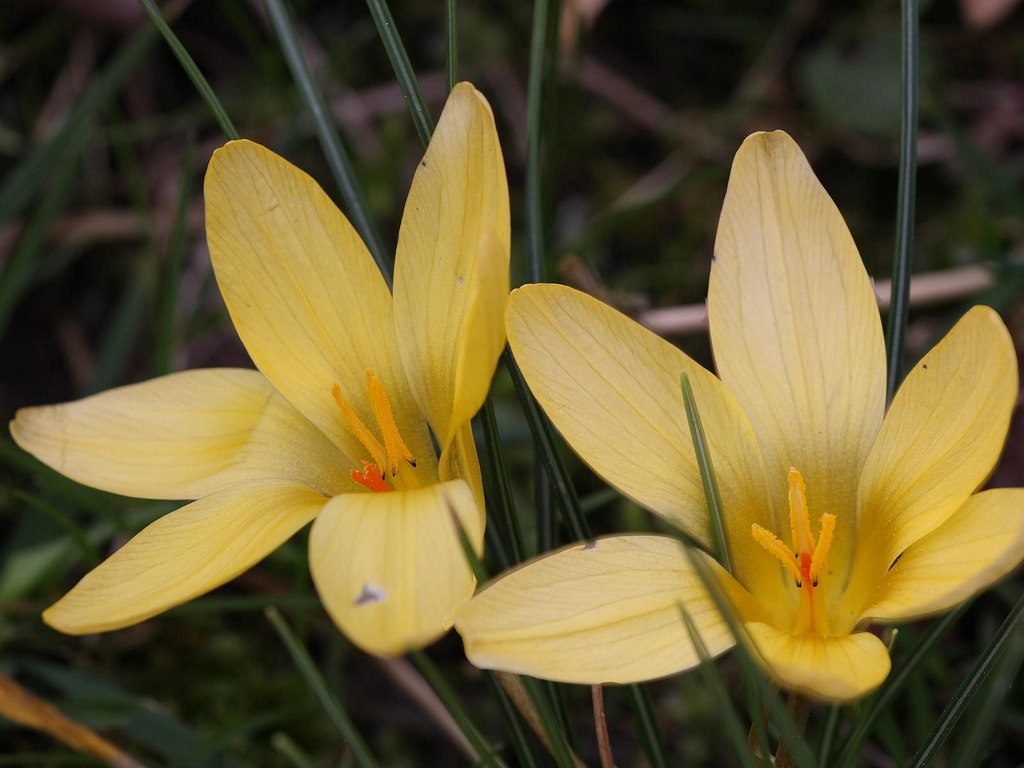 Yellow crocus