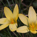 Yellow Crocus - Photo (c) Kristian Peters, some rights reserved (CC BY-NC-SA)