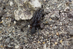 Gnaphosa lucifuga