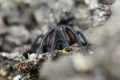 Gnaphosa lucifuga