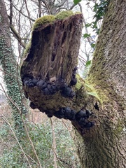 Daldinia concentrica