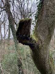 Daldinia concentrica