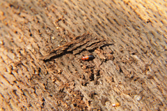 Corticeus bicolor