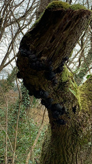 Daldinia concentrica