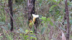 Odontadenia lutea