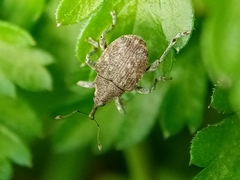 Parethelcus pollinarius