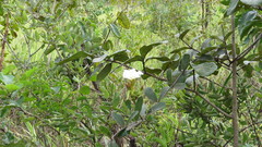Odontadenia lutea